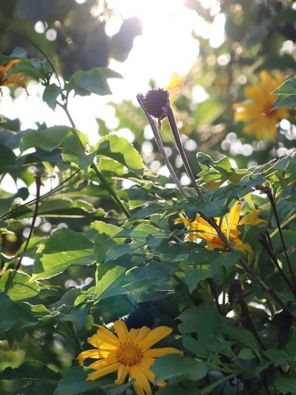 Sunlight filtering through the leaves of a flower, reminding us of the light within. We often pause to appreciate these small, beautiful moments that nature offers us every day.