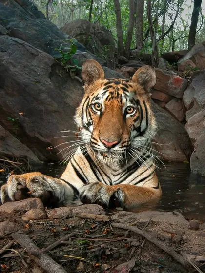 A moment of direct connection. This tiger, cooling off in a stream in Central India, looks directly into my camera trap. It is in these intimate, unguarded moments that we can truly appreciate the sentience and majesty of these incredible predators.
