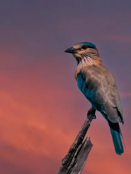 An Indian Roller perched against a dramatic sunset sky in Jim Corbett National Park. Capturing wildlife is about patience and being ready for that one perfect moment when the light and the subject align.