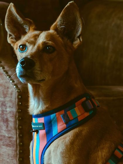 My beautiful babies. These are my own rescued indie dogs, the inspiration behind so much of my work.