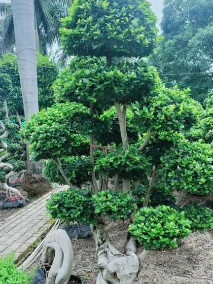 A multi-tiered Ficus topiary, carefully shaped over years. These are perfect for adding formal structure and elegance to an entrance or landscape design.