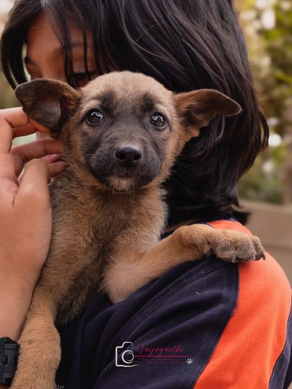 An adorable puppy, held lovingly, during an adoption shoot. These photos aim to capture the sweet, gentle nature of rescued animals.