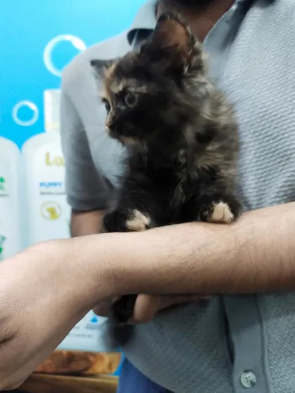 This little Persian kitten is being held securely in our clinic. In the background, you can see the gentle, pet-friendly shampoos I recommend, including formulas with aloe vera and tea tree oil for sensitive skin.