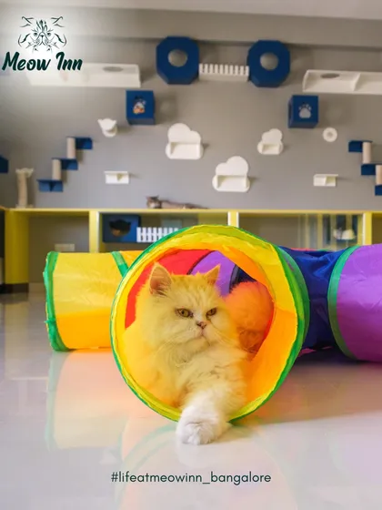 Peekaboo! I love seeing our guests explore every nook and cranny. This colorful play tunnel is a favorite spot for games of hide and seek, providing endless enrichment and fun.