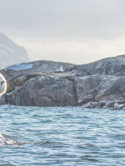 The connection between the bear and its environment is palpable here. It is perfectly at home in this world of ice and water.