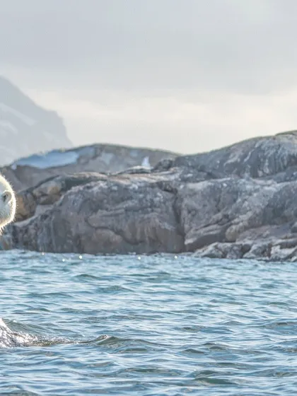From curious quests on rocky shores to solitary walks across the ice, these images showcase the diverse behaviors and stunning environments of the polar bears we encounter on my Arctic journeys.