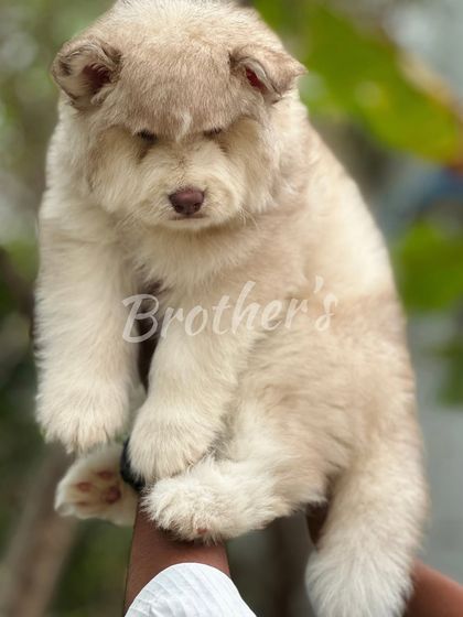 A big-sized, cream-colored male Husky puppy. This unique lighter coat color is beautiful and really stands out, especially with his strong build. He's a top-quality boy for a discerning owner.