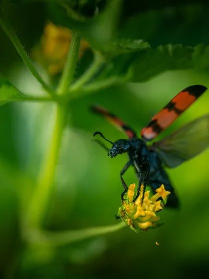 A blister beetle with its distinctive red and black wings in mid-flight. Capturing insects in flight is extremely challenging and requires a lot of luck and a very fast shutter speed.