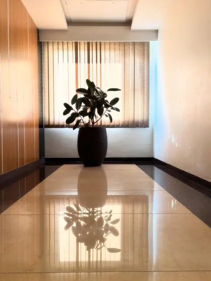 A Rubber Plant's reflection is captured on the glossy floor of a quiet hallway. This image embodies our philosophy of creating harmony and serene moments through the simple placement of plants.