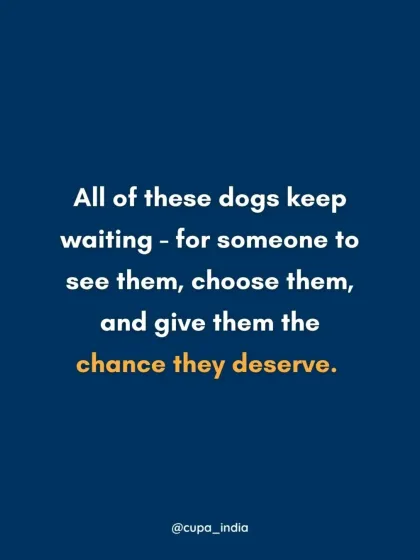 Cupa - Pet Adoption, Fostering & Sponsorship Find Your Canine Companion: Dogs for Adoption photo 31