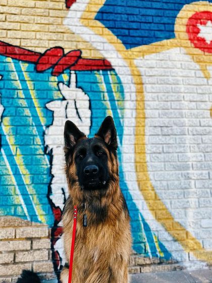 Tulsa Dog Trainer - Immersive Board & Train Programs Board & Train Graduates photo 84