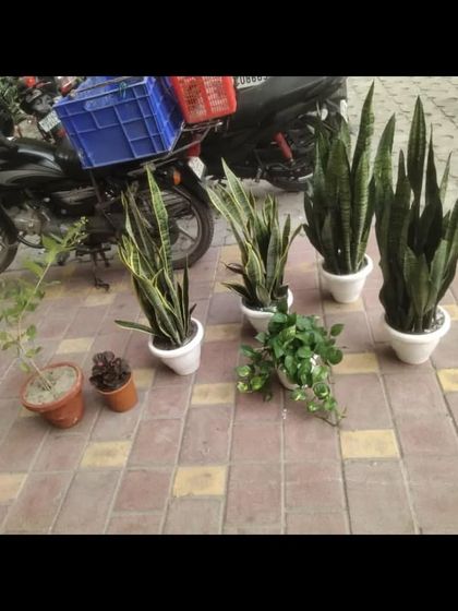 An order ready for delivery, featuring several Snake Plants in white pots and other plants for a customer's home.