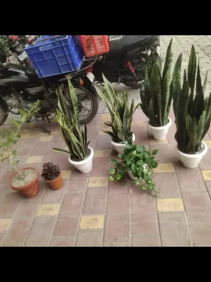 An order ready for delivery, featuring several Snake Plants in white pots and other plants for a customer's home.