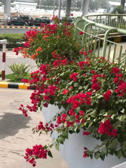 The vibrant red Bougainvillea flowers spill over the side of the planters, softening the concrete and steel structure of the ramp.