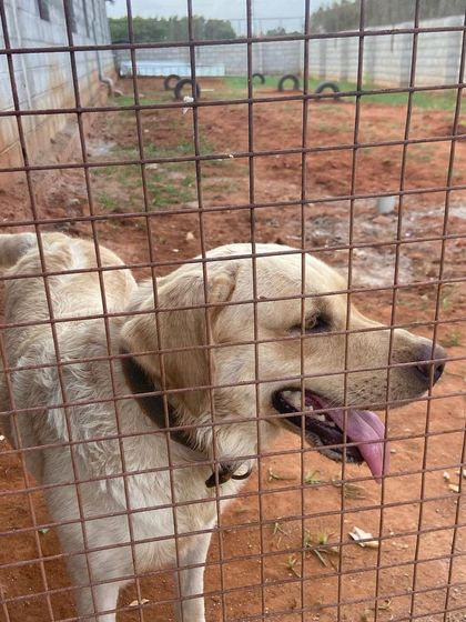 A close-up of a happy Labrador guest. We provide fresh, RO purified water at all times to keep our furry friends hydrated and healthy.
