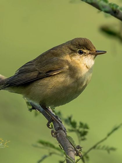 A sharp, clear portrait of a warbler against a soft green background.