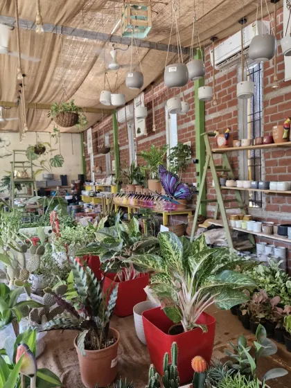 A wide view of our plant and pot displays. The combination of red pots, hanging planters, and exposed brick creates a warm and inviting atmosphere.