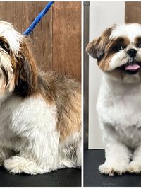 Full Service Dog Grooming