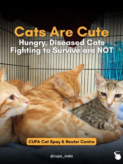 Cupa - Spay/Neuter & Animal Birth Control Our Cat Sterilization Program (TNR) photo 14