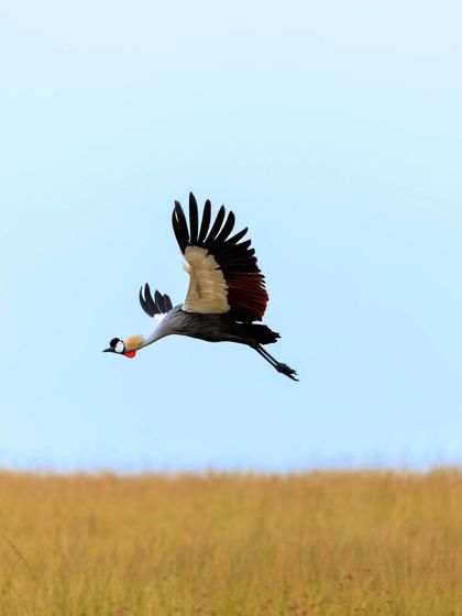 A Grey Crowned Crane flies low over the golden grasslands of the savanna. The contrast between the bird and the landscape highlights the beauty of its natural habitat.