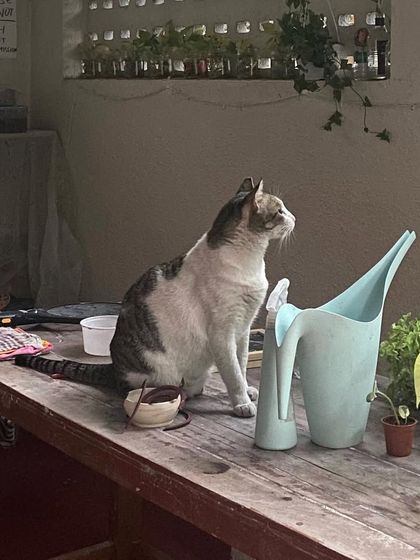 This is Silky, the soul of our studio. He greeted me at the gate the first day I saw this space, and it has been his home ever since. He brings so much life and calm to our little corner of the world.