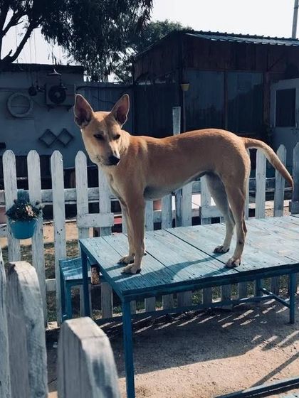 Our resident dog Hachi, one of our birthday trio, surveying his kingdom. We celebrate our own pets' birthdays with all our guests.