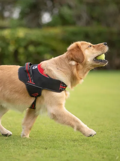 Action! Capturing this golden retriever in mid-stride was a thrill. I love shooting dynamic, outdoor photos that showcase pet products like harnesses and toys in their natural element.