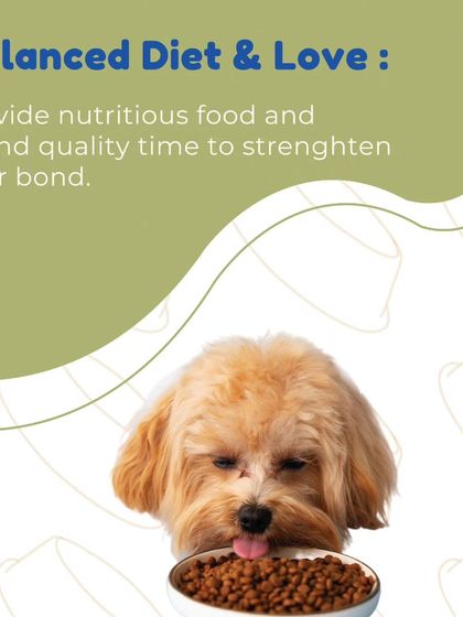A balanced diet and lots of love are the two most important things we provide. We ensure all our dogs and puppies receive nutritious food and plenty of quality time with our team to build a strong, positive bond.