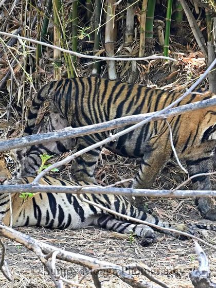 In the Realm of the Tiger photo 6