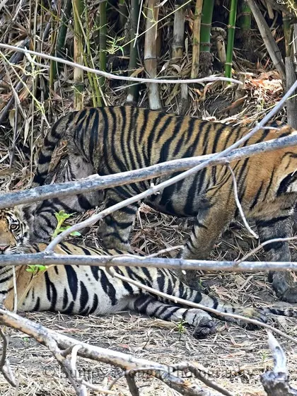A pair of tiger cubs in the bamboo thickets of Central India. Even at this young age, their stripes make them nearly invisible, showcasing the incredible adaptation that allows them to thrive.