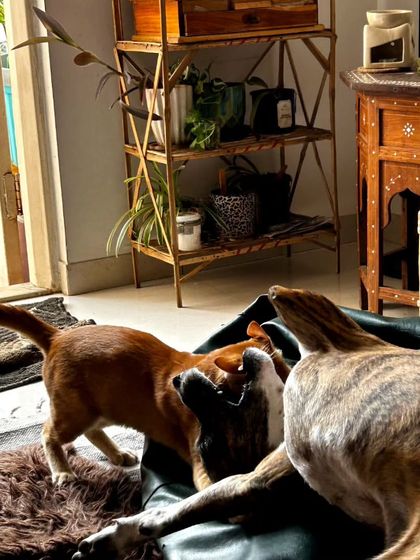 This series shows the curious and playful dynamic between a cat and a Beagle by the window. I'm always there to supervise and ensure their interactions are safe and positive, fostering a healthy relationship.