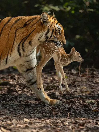 A tigress in Corbett carries a live chital fawn to her cubs, a heart-wrenching but real moment of survival.