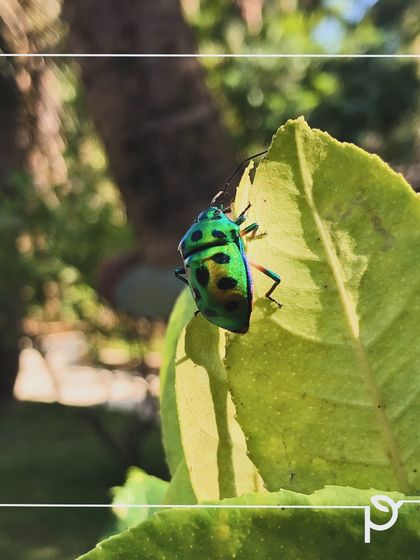 Pollinator-Friendly Gardens photo 5