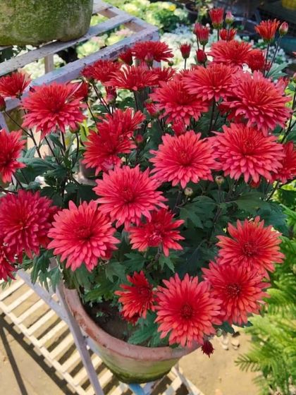 A pot full of vibrant red Chrysanthemums. These are popular for their bright colors and are perfect for adding life to your outdoor space or balcony.