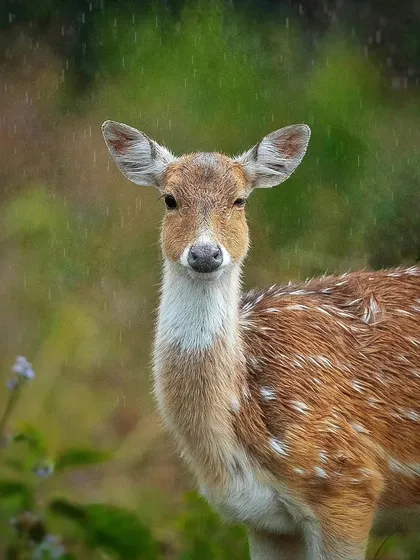 A Spotted Deer fawn fluffs up its coat in the rain. This close-up portrait captures a sweet, intimate moment and the animal's reaction to the monsoon weather.