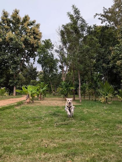 PL Paws - Animal Rescue & Rehabilitation Ready for a Home: Meet Our Adoptable Dogs photo 11