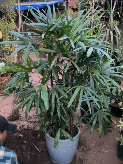 Large Statement Plants for Outdoors & Indoors photo 5