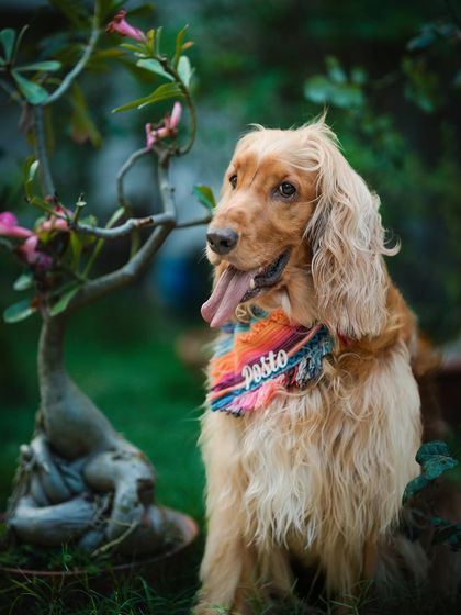Posto posing with his custom-made bandana during his photoshoot. He looks so majestic.