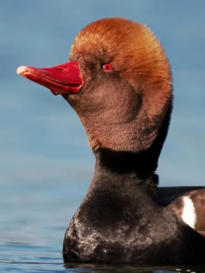 A close-up portrait of a male Red-crested Pochard, a migratory duck found in Gajoldoba, West Bengal. Its fiery red head and bright red bill make it a standout in any wetland.
