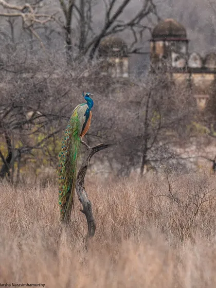 A peacock perched in the rain with the ancient ruins of Ranthambore in the background. This image captures the unique blend of history and nature that makes this park so enchanting.