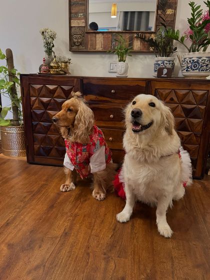 Another shot of Posto and Paro, looking regal and ready for the festivities.