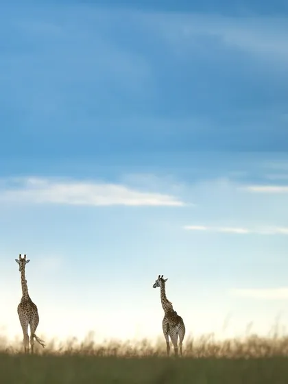 These images further celebrate the giants of Africa. From the gentle giants like giraffes and elephants to the striking patterns of zebras, each photo tells a story of life on a grand scale.