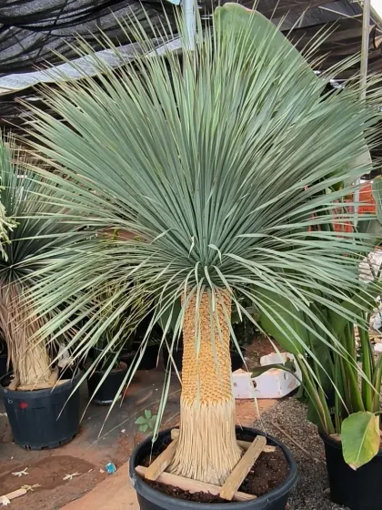 This Yucca Rostrata is a true showstopper. We source large, architectural plants like this that can become the living centerpiece of your garden or outdoor space.