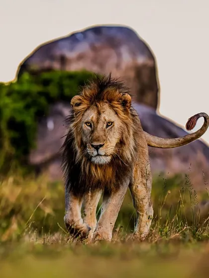 A dominant male lion walks with purpose across the Serengeti plains. His confident stride and direct gaze tell a story of power and solitude. On my tours, I teach you how to read this body language to anticipate their next move.