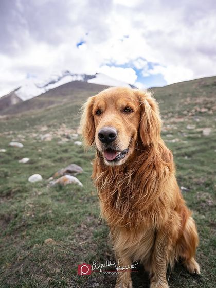 Pragalbh - Fine Art Pet Photography Himalayan Tails photo 7