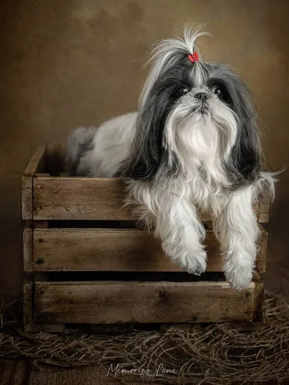 Simple props can create such a warm, rustic feeling. This adorable Shih Tzu, with her hair tied in a little red bow, looks perfectly content and cozy resting in a wooden crate.