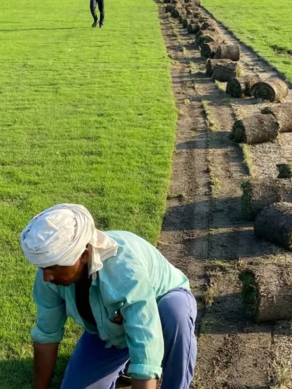 Quality starts at the source. Here you can see my team harvesting fresh grass rolls directly from my farm. This ensures you receive the healthiest, densest turf for your project, cut and delivered with care.