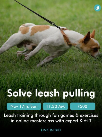 The Pack - Pet Parent Education & Workshops Expert-Led Online Masterclasses photo 7