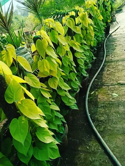 The Golden Money Plant is a classic choice for a reason. It is incredibly easy to grow, looks beautiful trailing from a shelf or climbing a moss stick, and is believed to bring good fortune.
