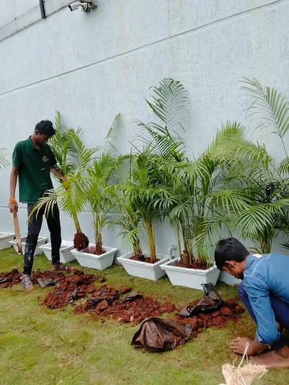 Our team at work planting Areca palms into modern white planters. This is part of a larger commercial landscaping project where we combine lawn areas with container gardening for a layered effect.